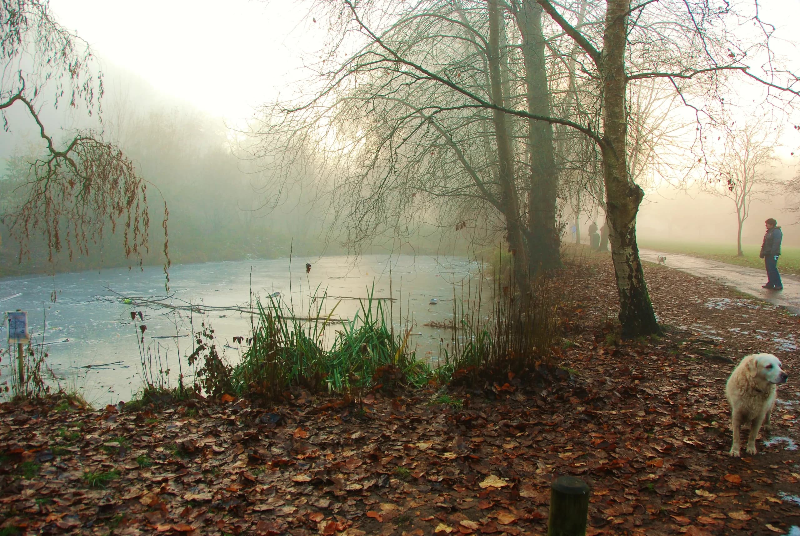 A misty winter morning beside the lake at Ninesprings Country Park, Yeovil
